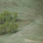 Clearcutting Forests in California is Still Common