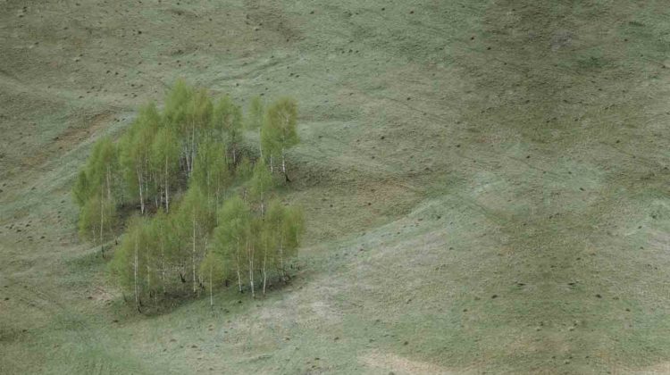 Clearcutting Forests in California is Still Common