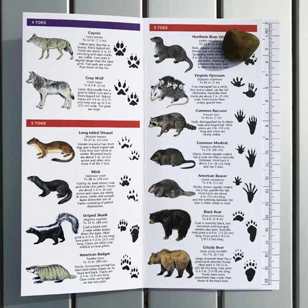 Wilderdad Animal Tracks Guide 2