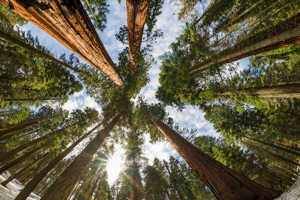 7 Must See Things in Sequoia National Park