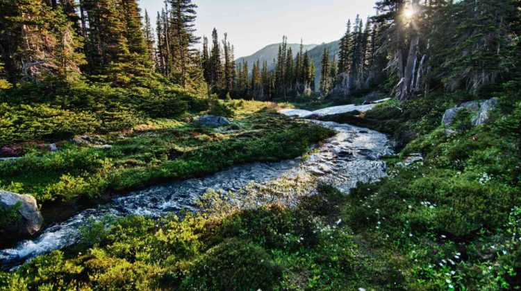 A quick and easy guide to Olympic National Park for families.