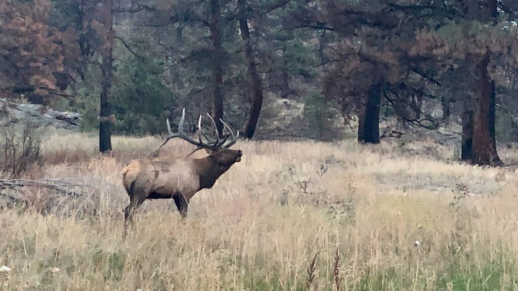 An elk bugles in Rocky Mountain National Park